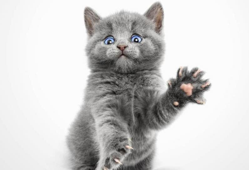 猫咪